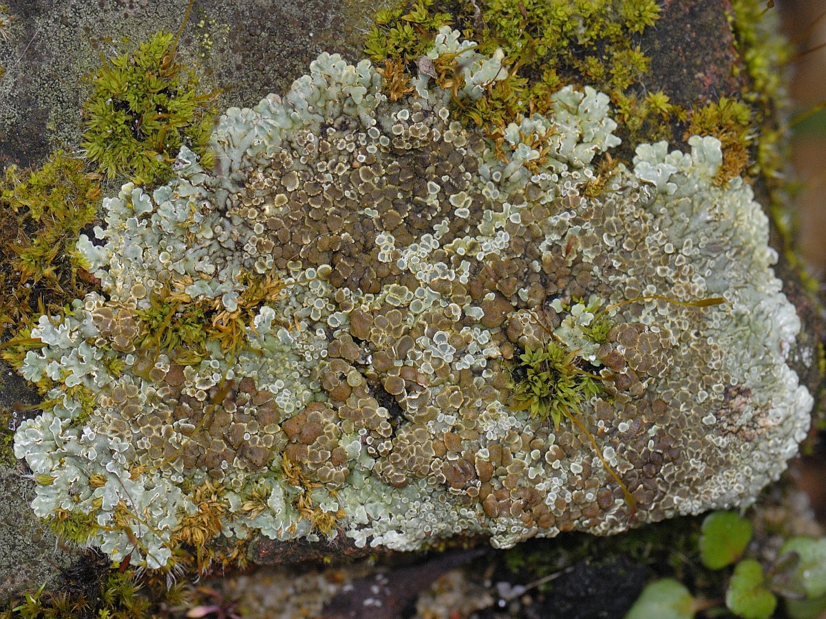 Lecanora muralis